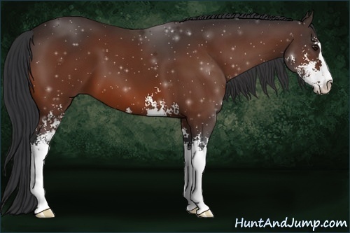 Horse Color:Bay Sabino 