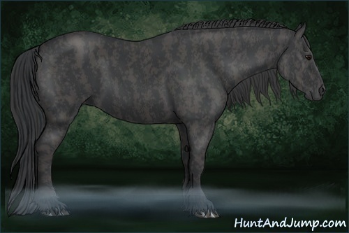 Horse Color:Black  Brindle
