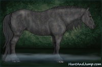 Horse Color:Black  Brindle