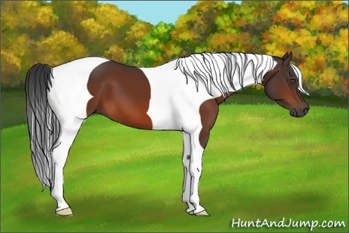 Horse Color:Bay Tobiano