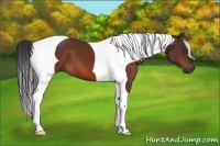 Horse Color:Bay Tobiano 