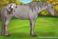 Horse Color:Liver Chestnut Appaloosa 