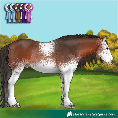 Horse Color:White Spotted Brown Rabicano 