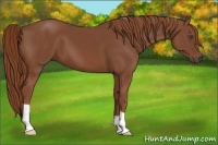 Horse Color:Chestnut 