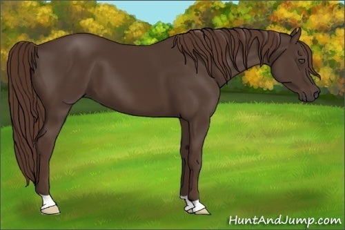 Horse Color:Liver Chestnut 