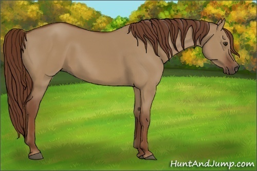 Horse Color:Red Dun 