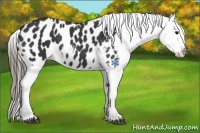 Horse Color:Black Near Leopard