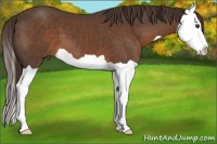 Horse Color:Liver Chestnut Splash 