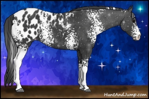 Horse Color:White Spotted Black Sabino Blanket Rabicano