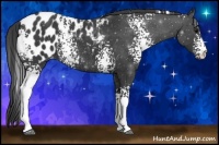 Horse Color:White Spotted Black Sabino Appaloosa Rabicano