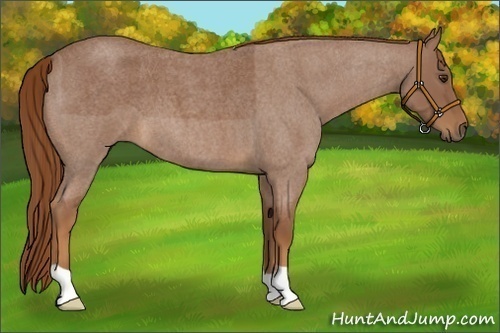 Horse Color:Red Roan 