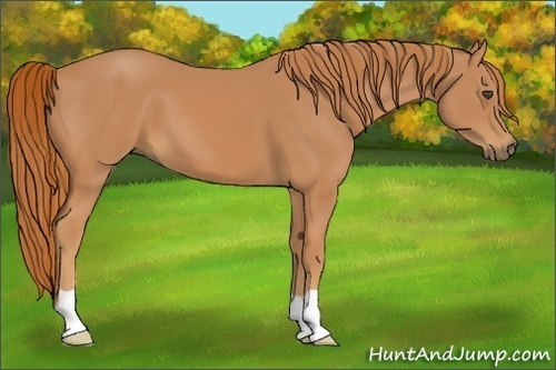 Horse Color:Unknown 