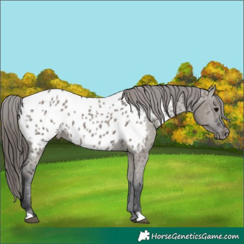 Horse Color:Grullo Near Leopard 