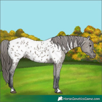 Horse Color:Grullo Near Leopard 