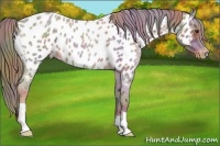 Horse Color:Nacre Watercolor Red Roan Appaloosa 