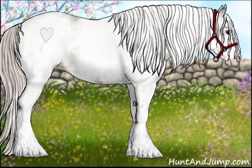Horse Color:White Spotted Silver Grullo 