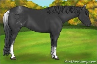 Horse Color:White Spotted Black Sabino