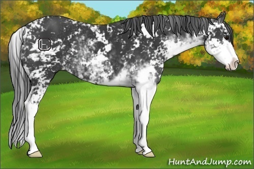 Horse Color:Black Sabino 