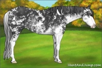 Horse Color:Black Sabino 