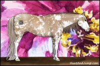 Horse Color:Black Pearl Sabino 