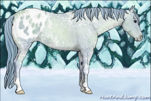 Horse Color:Watercolor Black Ice Pearl Appaloosa 