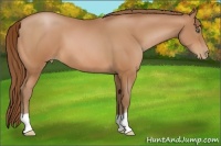 Horse Color:Bay Pearl