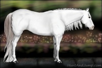 Horse Color:Blue Roan Blanket