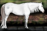 Horse Color:Brown Appaloosa