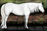 Horse Color:Perlino Appaloosa