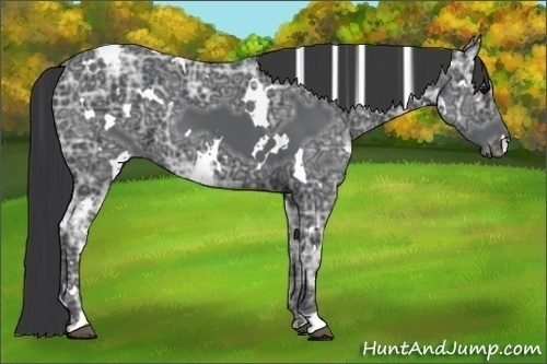 Horse Color:White Spotted Black Ice 