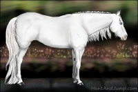 Horse Color:Silver Smoky Black Pearl Appaloosa 