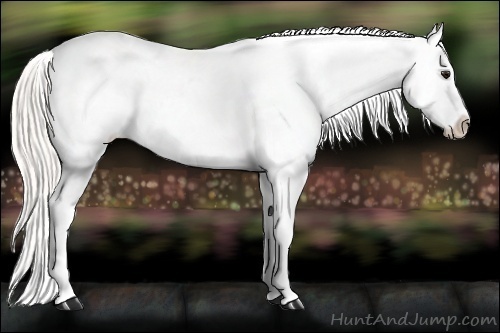 Horse Color:Silver Buckskin Appaloosa