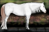 Horse Color:Brown Appaloosa 