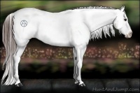 Horse Color:Brown Appaloosa 