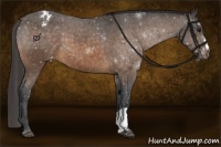 Horse Color:Buckskin Appaloosa