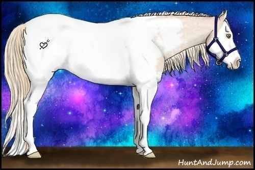 Horse Color:Gold Champagne Roan Splash Appaloosa 