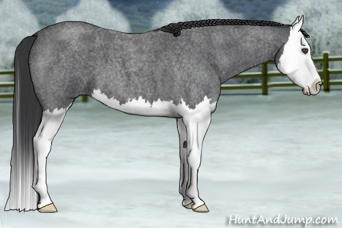 Horse Color:Blue Roan Splash 
