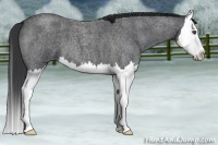 Horse Color:Blue Roan Splash 