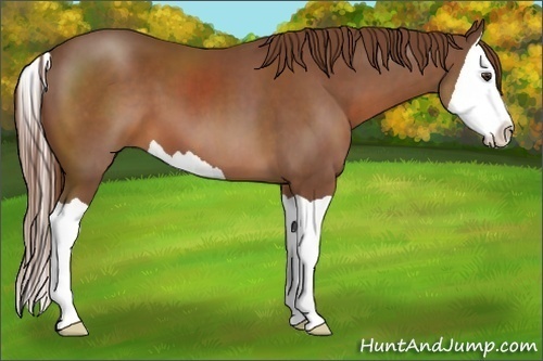 Horse Color:Chestnut Splash 