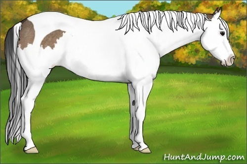 Horse Color:Bay Dun Splash Tobiano Rabicano