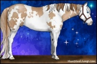 Horse Color:White Spotted Chestnut Pearl Splash