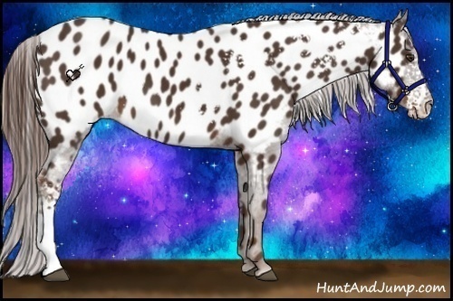 Horse Color:White Spotted Liver Chestnut Appaloosa 