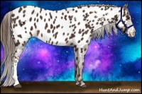 Horse Color:White Spotted Liver Chestnut Appaloosa 