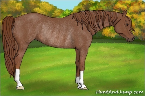 Horse Color:Chestnut Rabicano 