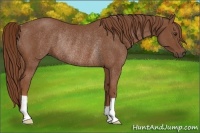 Horse Color:Chestnut Rabicano