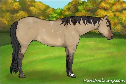 Horse Color:Bay Dun Frame 