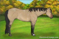 Horse Color:Bay Dun Frame 
