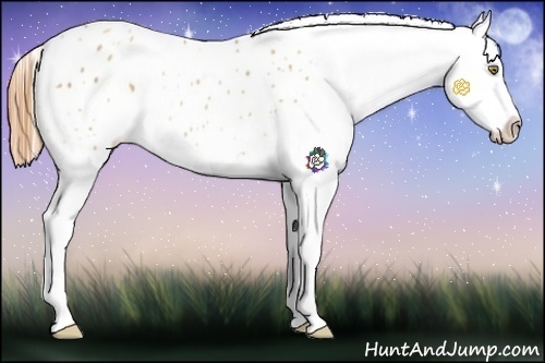 Horse Color:Gold Champagne Splash Appaloosa 