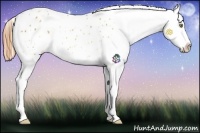 Horse Color:Gold Champagne Splash Appaloosa 
