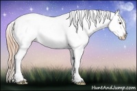 Horse Color:Chestnut Splash Appaloosa 